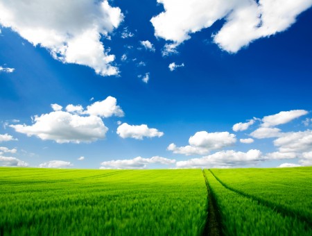 Green Fields Under Blue Sky With Cumulus Clouds At Daytime