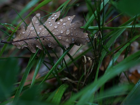 Brown Withered Leaf With Water Dew On Green Grass Ground