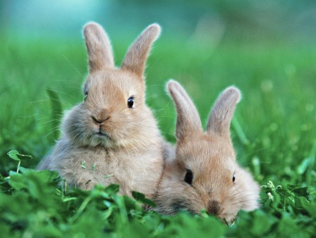 Close Up Photo Of 2 Tan Rabbit On Green Grass During Daytime
