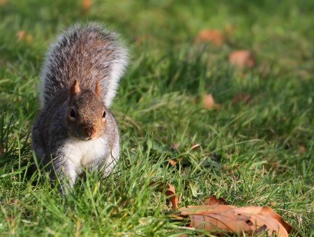 Brown And Gray Squirrel Walking On Green Grass