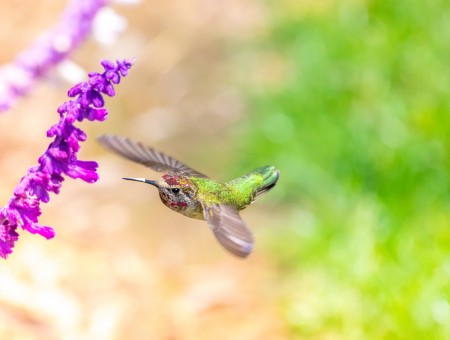Green Hummingbird Hovering Purple Flower During Daytime