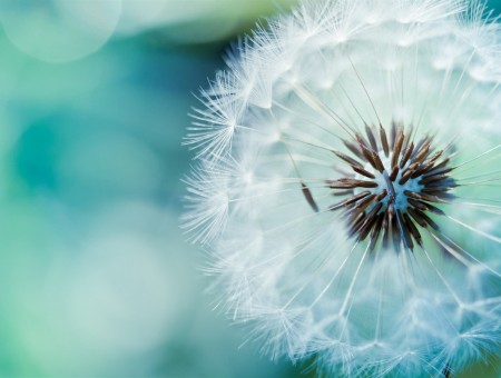 White Dandelion In Close Up Photography