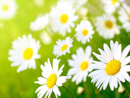 White Daisies With Green Leaves During Day In Macro Photography