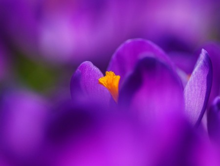 Yellow And Purple Petaled Flower