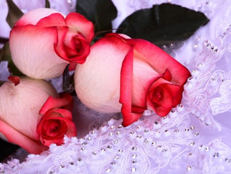 White And Red Rose