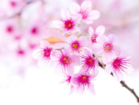 Pink And White Flowers On Brown Tree Branch During Daytime