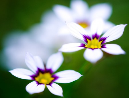 Purple Yellow And White Flowers