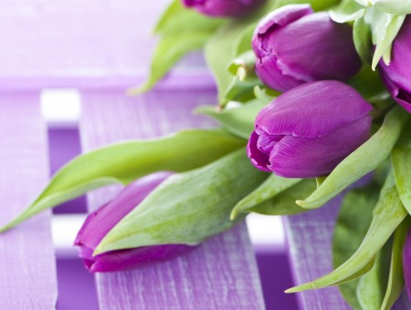 Purple Tulips On Wooden Table