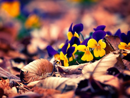 Yellow And Blue Petaled Flowers Surrounded By Brown Dried Leaves