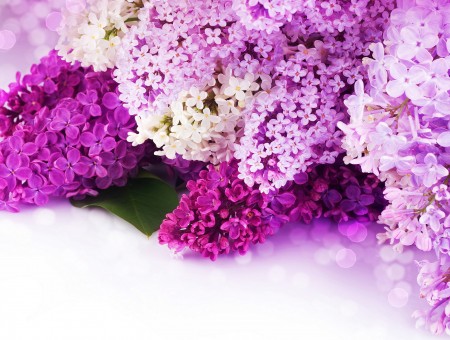 Pink Purple And White Petaled Flower