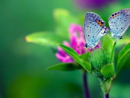 Blue Print Butterfly On Green Leaf Plant