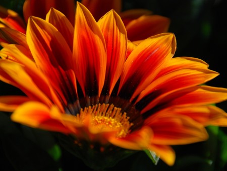 Orange And Yellow Petaled Flower