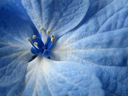 White And Blue Flower In Close Up