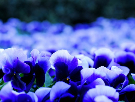 Purple And Blue Flowers In Tilt Shift Lens