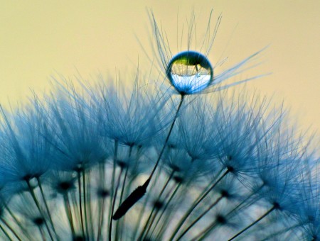 Water Droplet On Dandelion