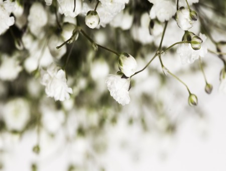 White Petaled Flower Hanging Above The Ground