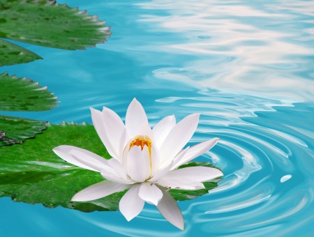 White Lotus Flower On Green Waterlily