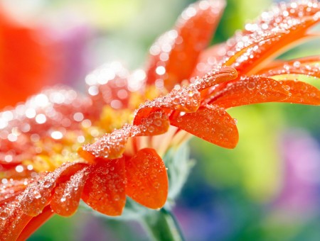 Orange Dew Covered Flower