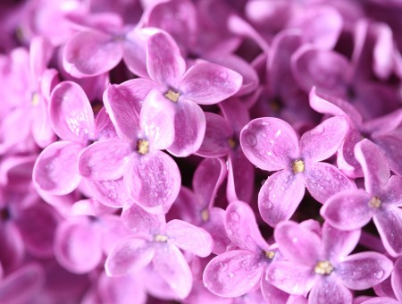 Macro Photography Of Purple 4 Petal Flower