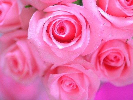 Pink Rose In Close Up Photo