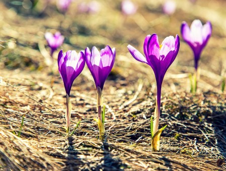 Purple Flowers On Brown Soil During Daytine