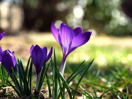 Purple Flowers On The Field In Tilt Shift Lens