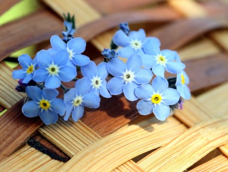 Blue 5 Petal Flowers In Macro Shot Photography