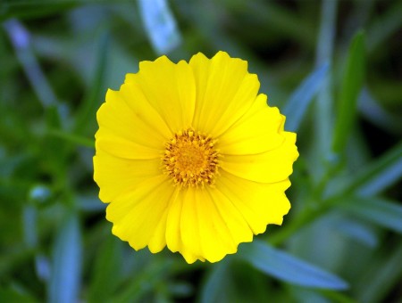 Macro Shot Of Yellow Flower