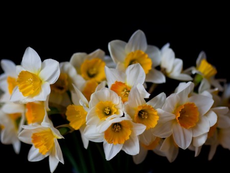 White And Yellow Flowers Macroshot Photography