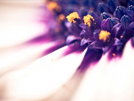 Violet Center Of Flower