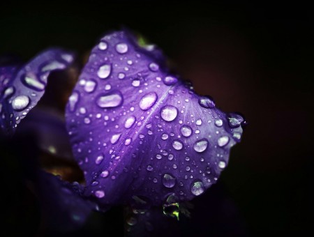 Purple Flower With Water Droplets On Top