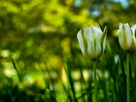White Rose In Green Field
