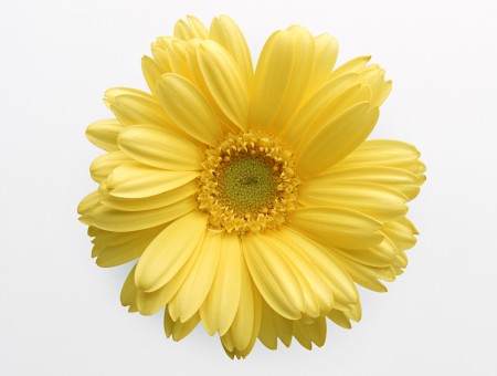 Yellow Flower With White Background
