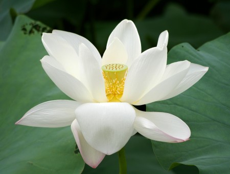 White And Yellow Flower Beside Green Leafs