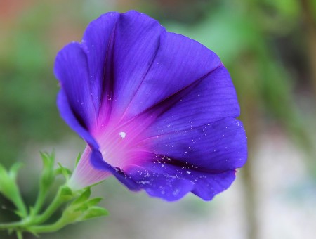 Macro Shot Of Purple And White Flower