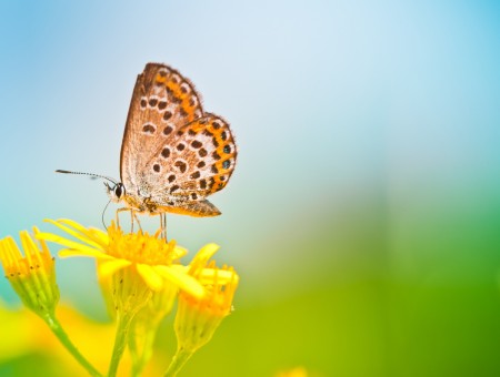 Brown Orange And White Butterfly Perched On Yellow Flower