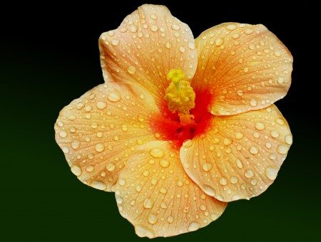 Yellow Hibiscus Flower With Water Dew In Bloom