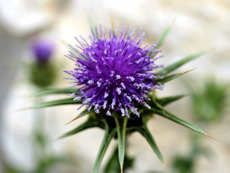 Macro Photography Of Blue Burdock Flower