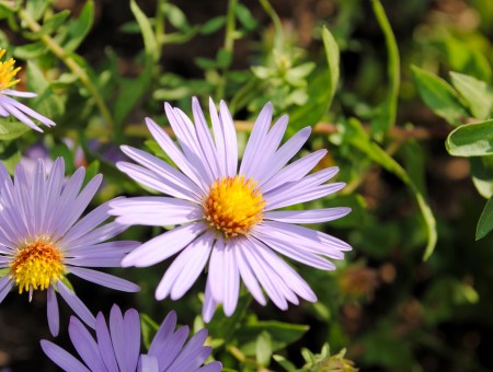Purple Daisy Flowers In Bloom During Daytime