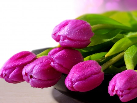 Pink Flower Buds