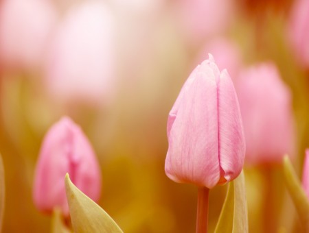 Macro Photography Of Pink Tulips