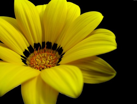 Yellow Cosmos Against Black Background