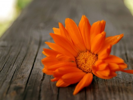 Orange Petaled Flower On Wood Plank
