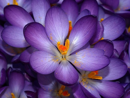 Macro Shot Of Purple And Yellow Flowers