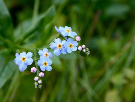 5 Petaled Blue Flower In Bloom During Daytime