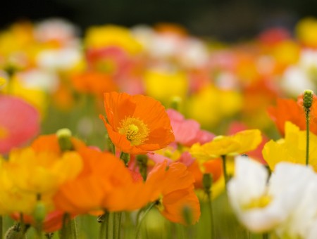 Shallow Focus Photography Of Orange Yellow Pink And White Flowers On Field At Daytime