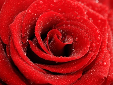 Close Up Photo Of Rose With Water Dew