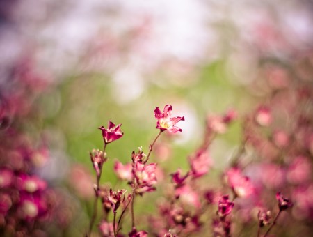 Tilt Shift Photography Of Pink Bokeh Flowers