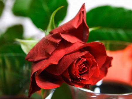 Shallow Focus Photography Of Red Rose
