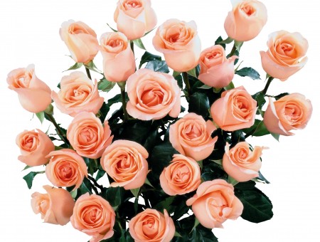 Bouquet Of Peach Roses